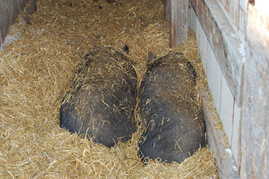 Photo of pigs sleeping in straw