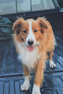 Photo of dog