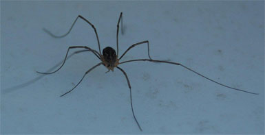 A sweet little brown Canadian Daddylonglegs, in contrast to the American kind depicted in the book. 