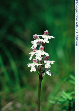 Wild Orchid cover shot of the small round-leaved orchid
presented as a metaphor for Taylor Jane’s unique character and
photographed in Prince Albert National Park by Bev’s Dad, 
Arthur A. Stilborn
