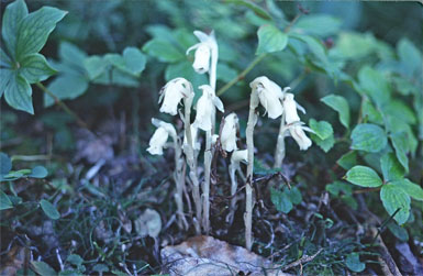 Indian Pipe, Prince Albert National Park