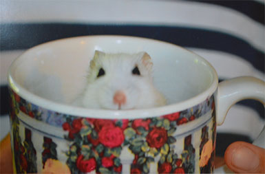 The real Sapphire in a cup, 2018